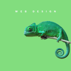 Web Designer a Torino